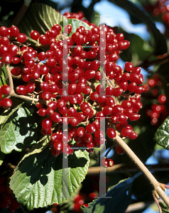 Picture of Viburnum dilatatum 'Catskill'