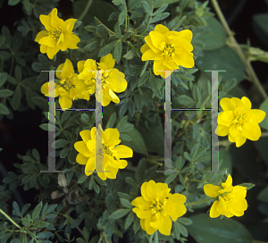 Picture of Potentilla fruticosa 'Mount Townsend'