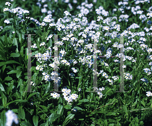 Picture of Myosotis sylvatica 