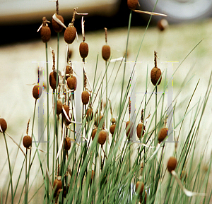 Picture of Typha minima 