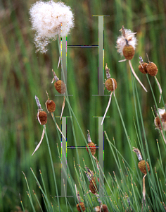 Picture of Typha minima 