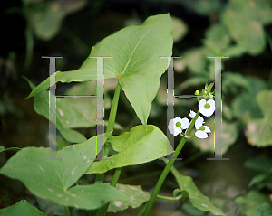 Picture of Sagittaria latifolia 'Bloomin' Baby'