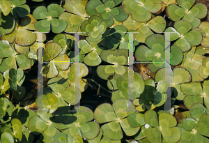 Picture of Marsilea mutica 