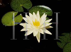 Picture of Nymphaea  'Charlene Strawn'