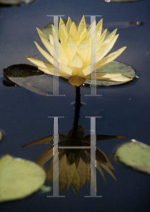 Picture of Nymphaea  'Texas Dawn'