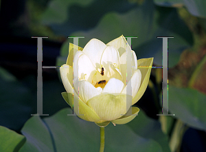 Picture of Nelumbo nucifera 'Alba'