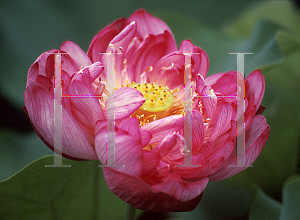 Picture of Nelumbo nucifera 'Ben Gibson'