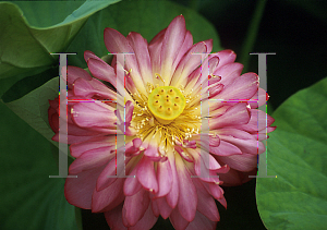 Picture of Nelumbo nucifera 'Momo Botan'