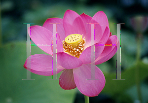 Picture of Nelumbo nucifera 'Pekinensis Rubra'