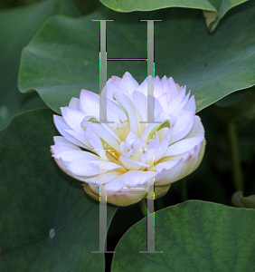 Picture of Nelumbo nucifera 'Hong Chow Bowl'