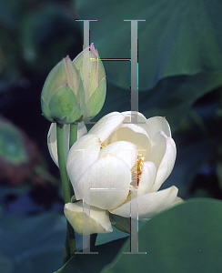 Picture of Nelumbo nucifera 'Xiamen Bowl'