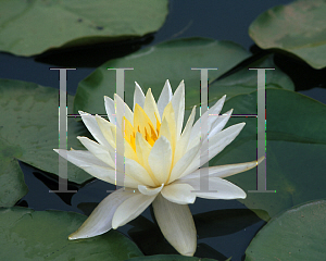 Picture of Nymphaea  'Virginia'