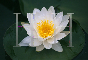 Picture of Nymphaea  'Albida'