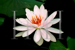 Picture of Nymphaea  'Firecrest'