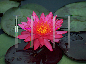 Picture of Nymphaea  'Cathy Stroupe'