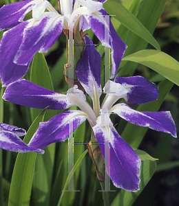 Picture of Iris laevigata 'Colchester'