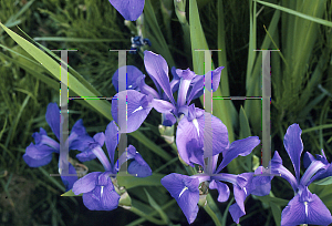 Picture of Iris laevigata 'Cobalt Blue'