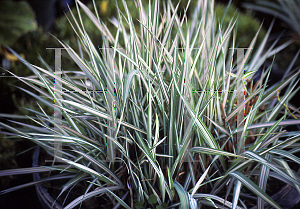 Picture of Phalaris arundinacea 'Feesey'