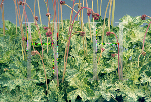 Picture of Heuchera sanguinea 'Snow Angel'