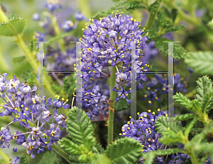 Picture of Ceanothus x 'Julia Phelps'