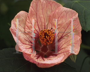 Picture of Abutilon  'Rosalie'