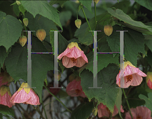 Picture of Abutilon  'Rosalie'