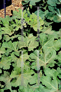 Picture of Alcea ficifolia 