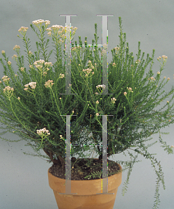 Picture of Ozothamnus diosmifolius 