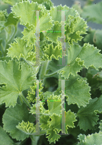 Picture of Pelargonium  'Green Lime'