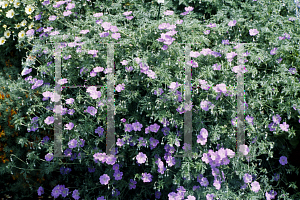 Picture of Geranium  'Frances Grate'