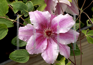 Picture of Clematis  'Carnaby'