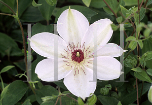 Picture of Clematis  'Miss Bateman'