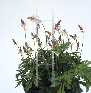 Picture of Tiarella  'Adagio'