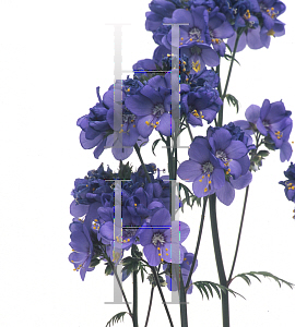 Picture of Polemonium  'Bressingham Purple'