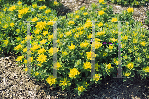 Picture of Euphorbia polychroma 