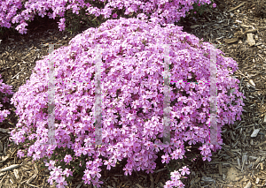 Picture of Phlox subulata 'Bubblegum'