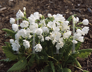 Picture of Primula sieboldii 'Snowflakes'