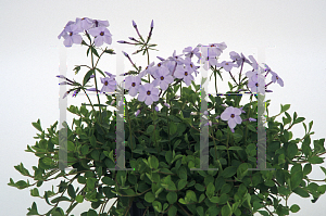 Picture of Phlox stolonifera 'Margie'