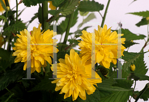 Picture of Kerria japonica 'Pleniflora'