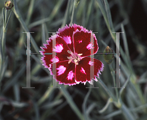 Picture of Dianthus  'Night Star'