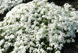 Picture of Phlox subulata 'Cotton Candy'