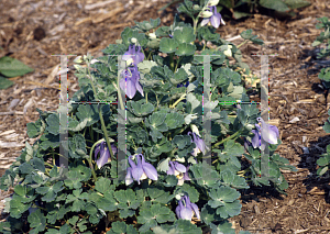 Picture of Aquilegia x hybrida 'Ministar'