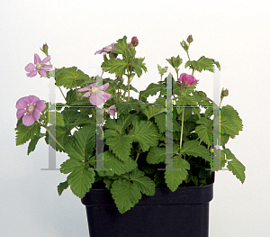 Picture of Rubus arcticus 