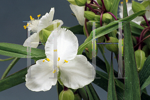 Picture of Tradescantia x andersoniana 'Innocence'