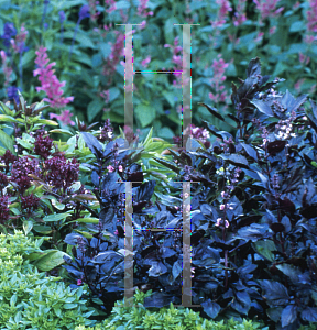 Picture of Ocimum basilicum 'Dark Opal'