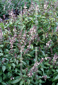 Picture of Ocimum basilicum 