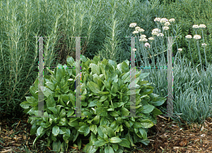 Picture of Ocimum basilicum 