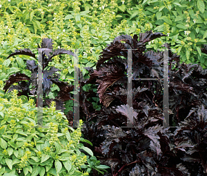 Picture of Ocimum basilicum 'Purple Ruffles'