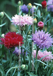 Picture of Centaurea cyanus 