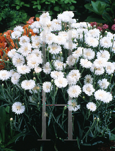 Picture of Centaurea cyanus 'Florence White'